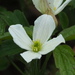 Himalayan Clematis - Photo no rights reserved, uploaded by 葉子