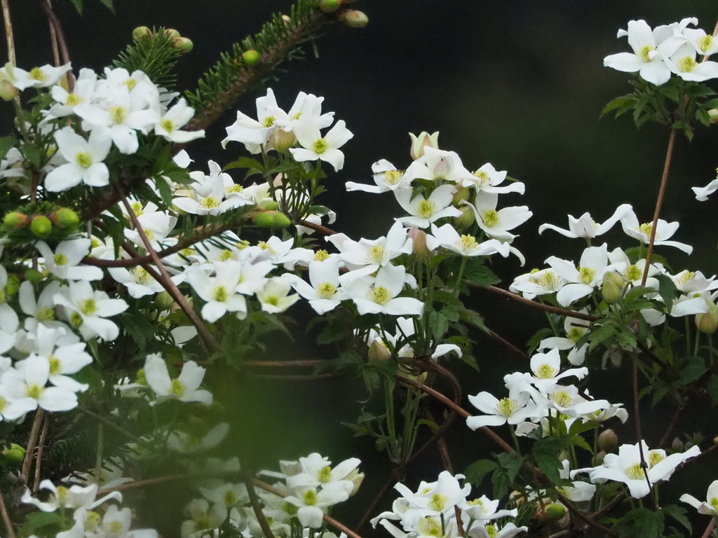 Clematis montana, 台灣南投縣