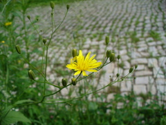 Lapsana communis intermedia
