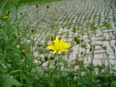 Lapsana communis intermedia