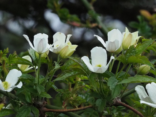 Clematis montana