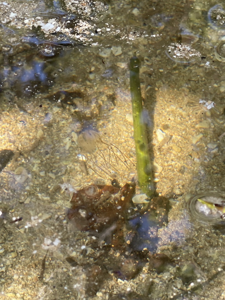 Mangrove Box Jelly from Dr. Von D. MizellEula Johnson State Park
