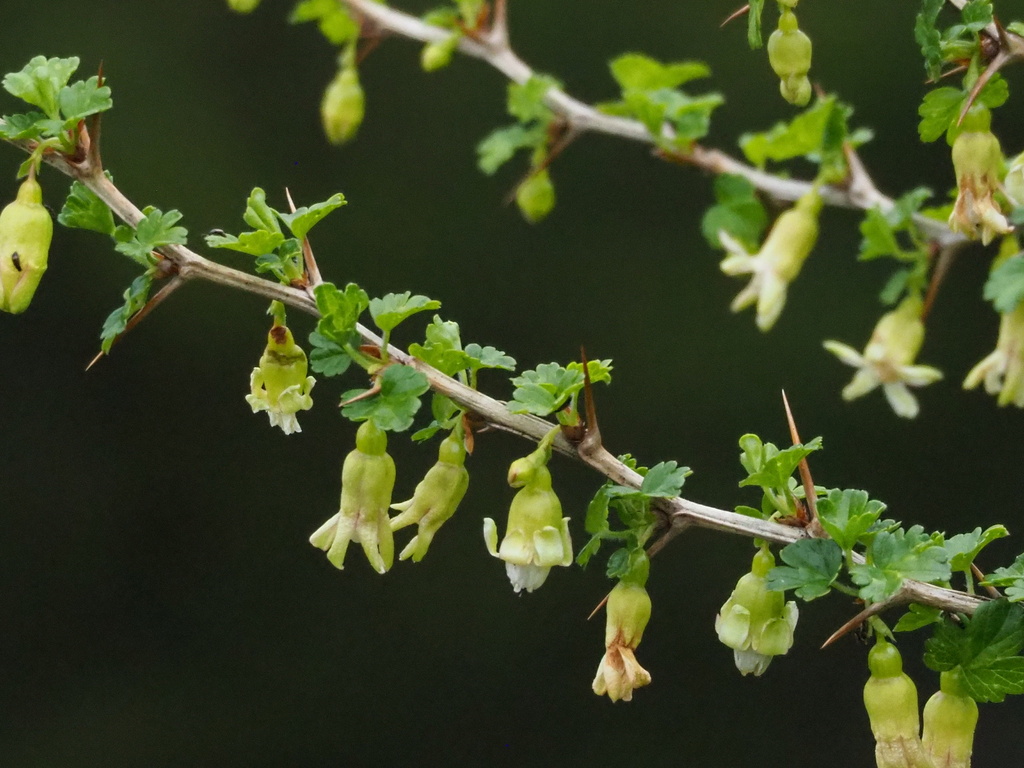 Ribes formosanum
