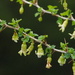 Ribes formosanum - Photo Ningún derecho reservado, subido por 葉子