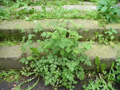 Chaerophyllum temulum