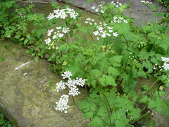 Chaerophyllum temulum