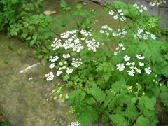 Chaerophyllum temulum