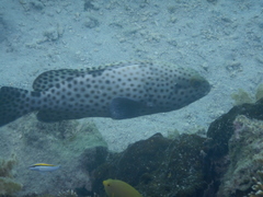 Epinephelus howlandi