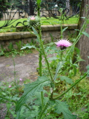 Carduus crispus
