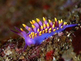 ミチヨミノウミウシの写真