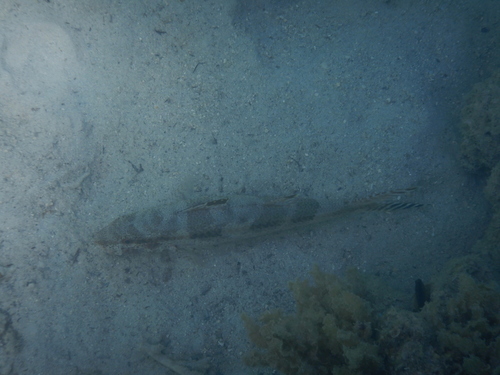 Upeneus tragula