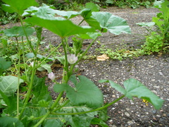 Malva neglecta