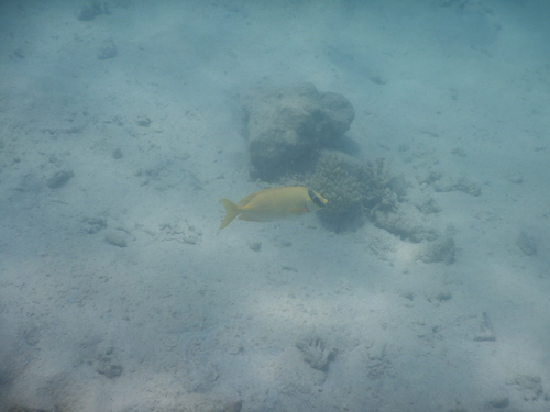 Siganus puellus