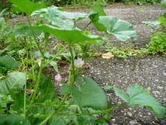 Malva neglecta