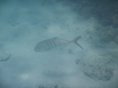 Gnathanodon speciosus