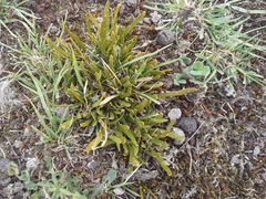 Carmichaelia corrugata
