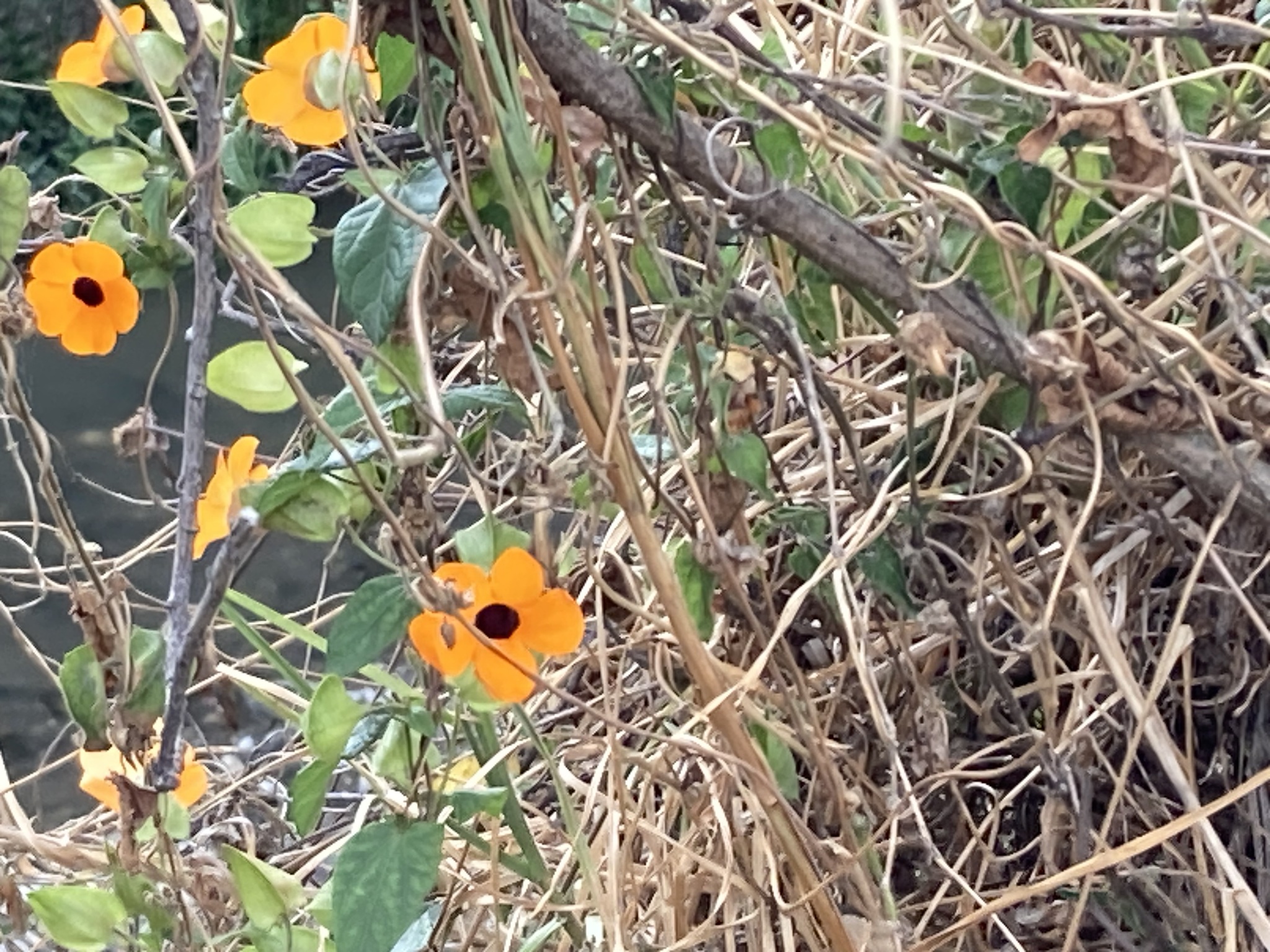 Thunbergia image