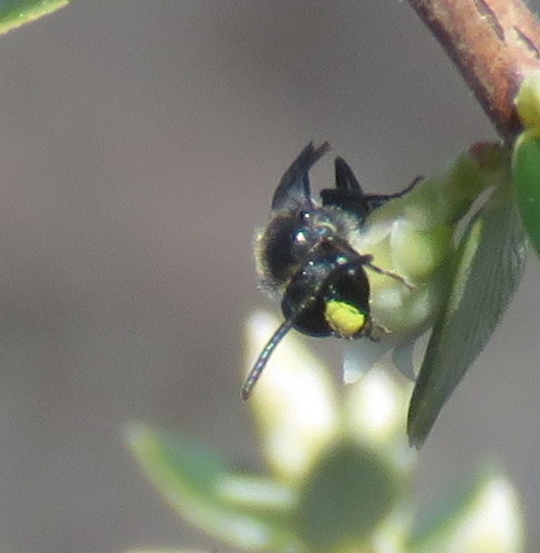 Hylaeus difficilis, 2019-02-17