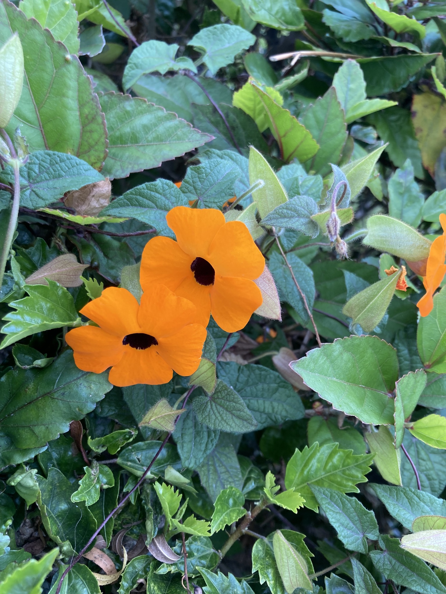 Thunbergia alata image