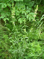 Stachys atherocalyx
