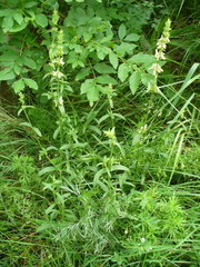 Stachys atherocalyx