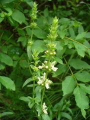 Stachys atherocalyx