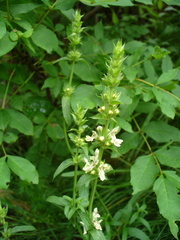 Stachys atherocalyx