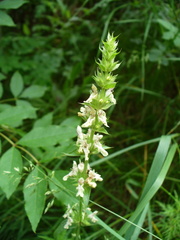 Stachys atherocalyx