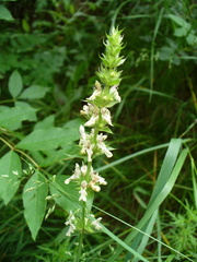 Stachys atherocalyx