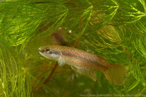 Melanorivulus rossoi