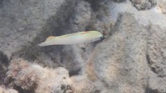 Ptereleotris microlepis