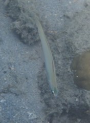 Ptereleotris microlepis