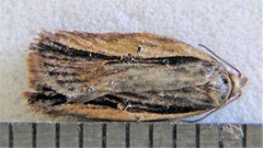 Acleris pulverosana