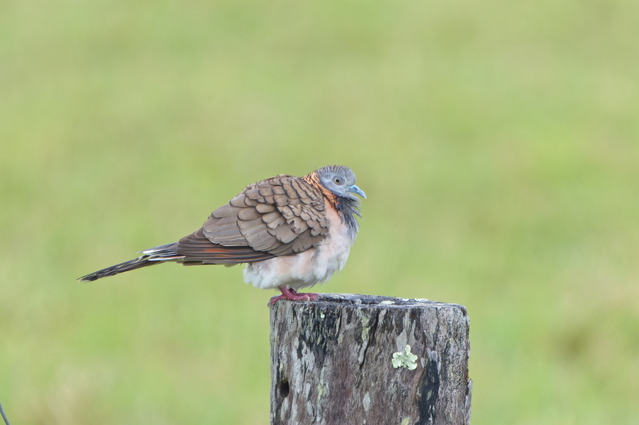 Bar-shouldered Dove (Geopelia humeralis)