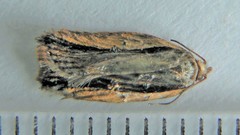Acleris pulverosana
