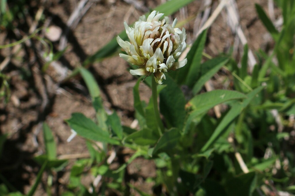 clovers from Grand County, CO, USA on July 10, 2023 at 01:45 PM by ...