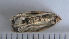 Acleris pulverosana