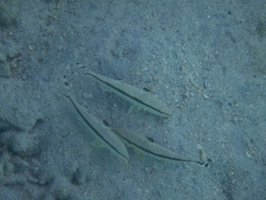 Australian Goatfish