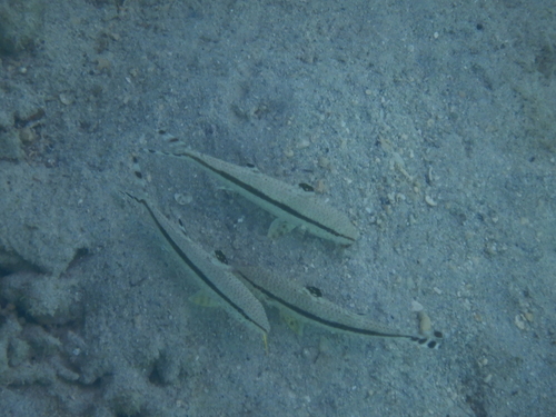Upeneus australiae