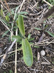Penstemon cobaea