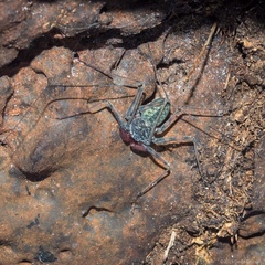 Phrynus operculatus