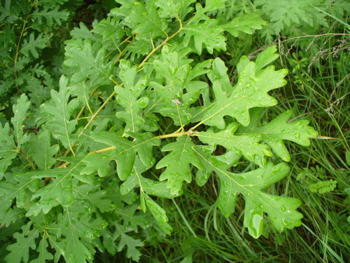Quercus dalechampii