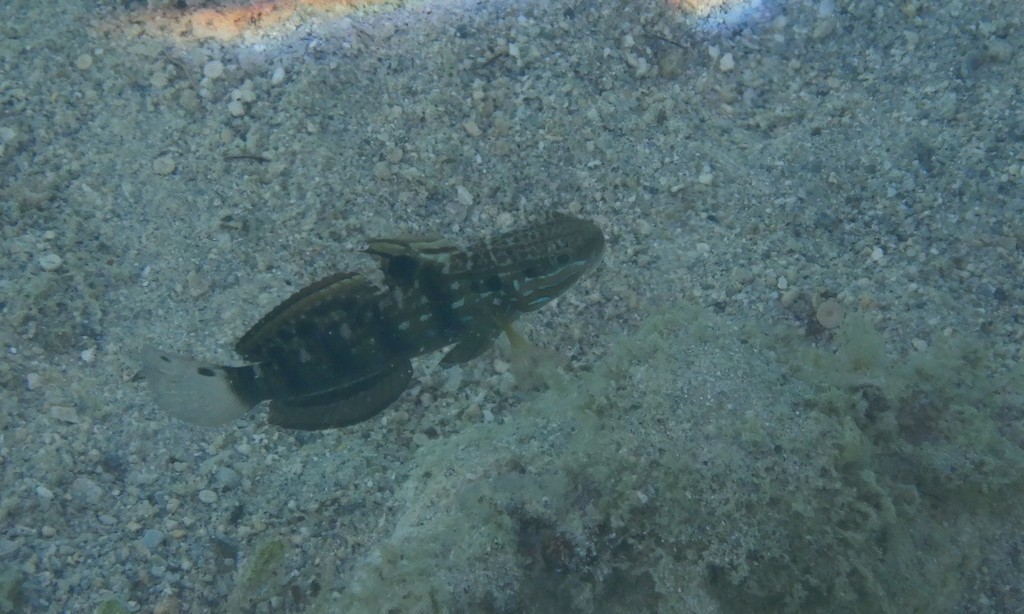 Banded Goby