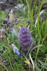 Ajuga orientalis