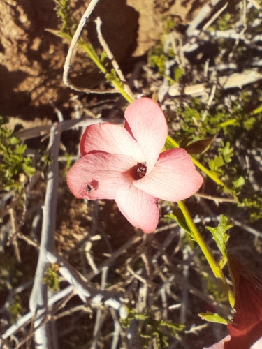 Image of Hermannia stricta by no rights reserved