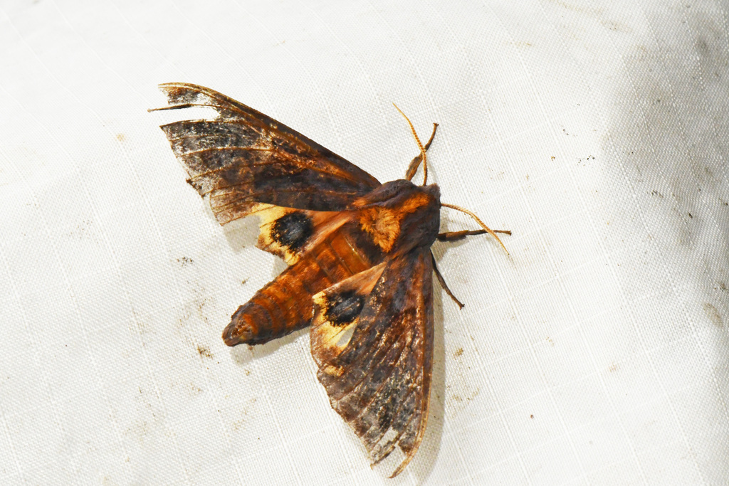 Small-eyed Sphinx from Laurentides, QC, Canada on July 14, 2023 at 11: ...