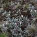 Antennaria caucasica - Photo (c) Dmitriy Bochkov, algunos derechos reservados (CC BY), subido por Dmitriy Bochkov
