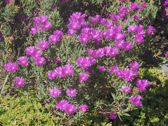 Lampranthus multiseriatus