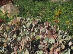 Kalanchoe longiflora