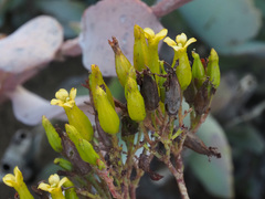 Kalanchoe longiflora